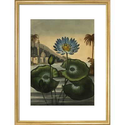 Blue lotus print in gold frame