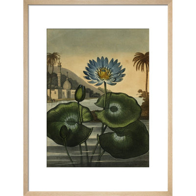 Blue lotus print in natural frame