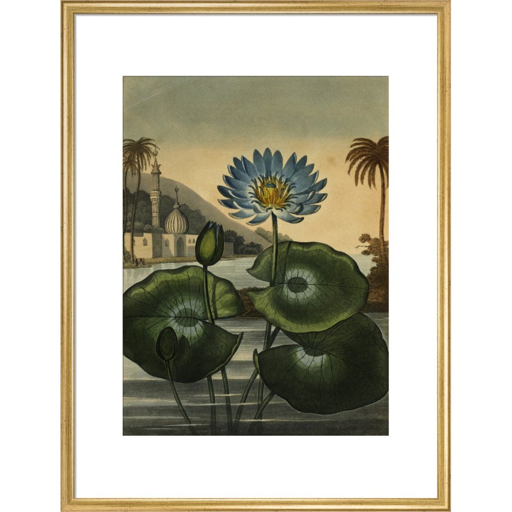 Blue lotus print in gold frame