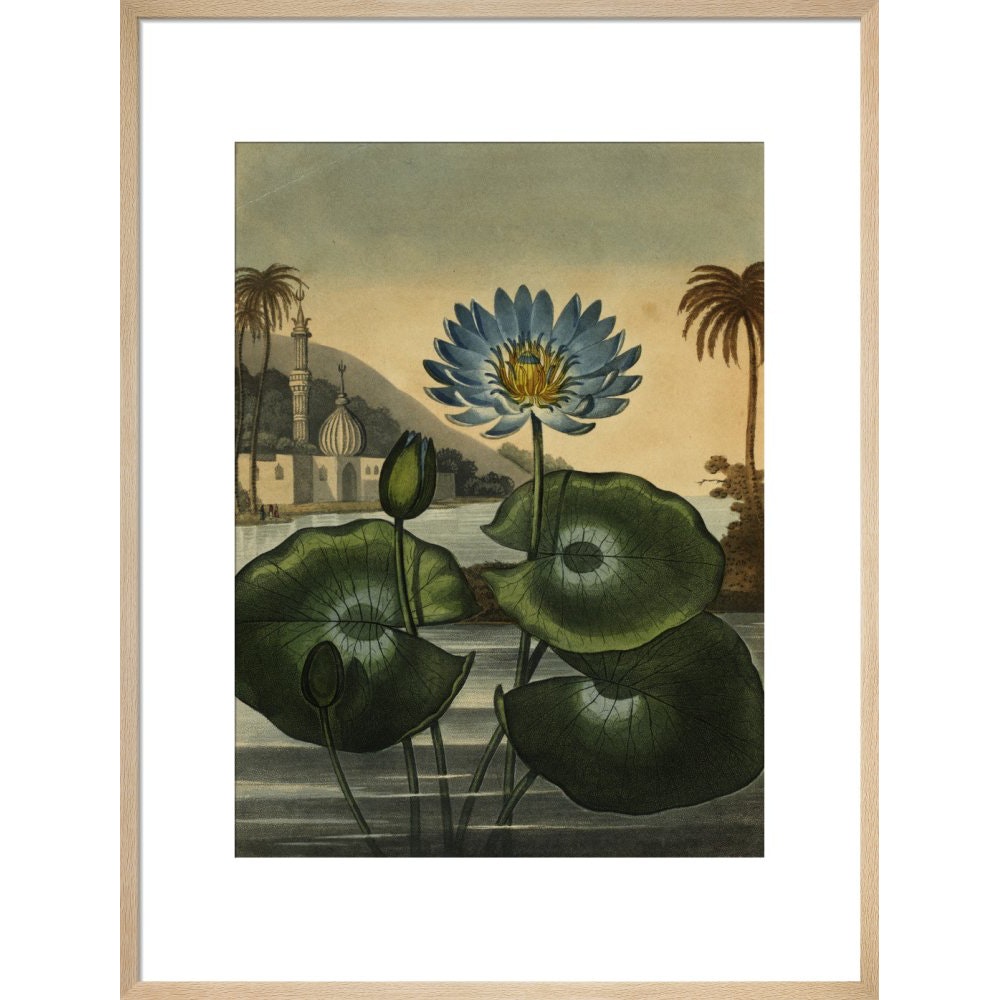 Blue lotus print in natural frame