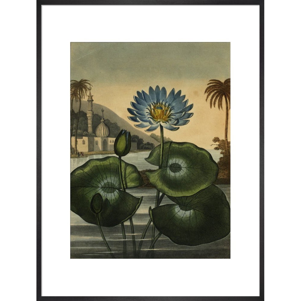 Blue lotus print in black frame