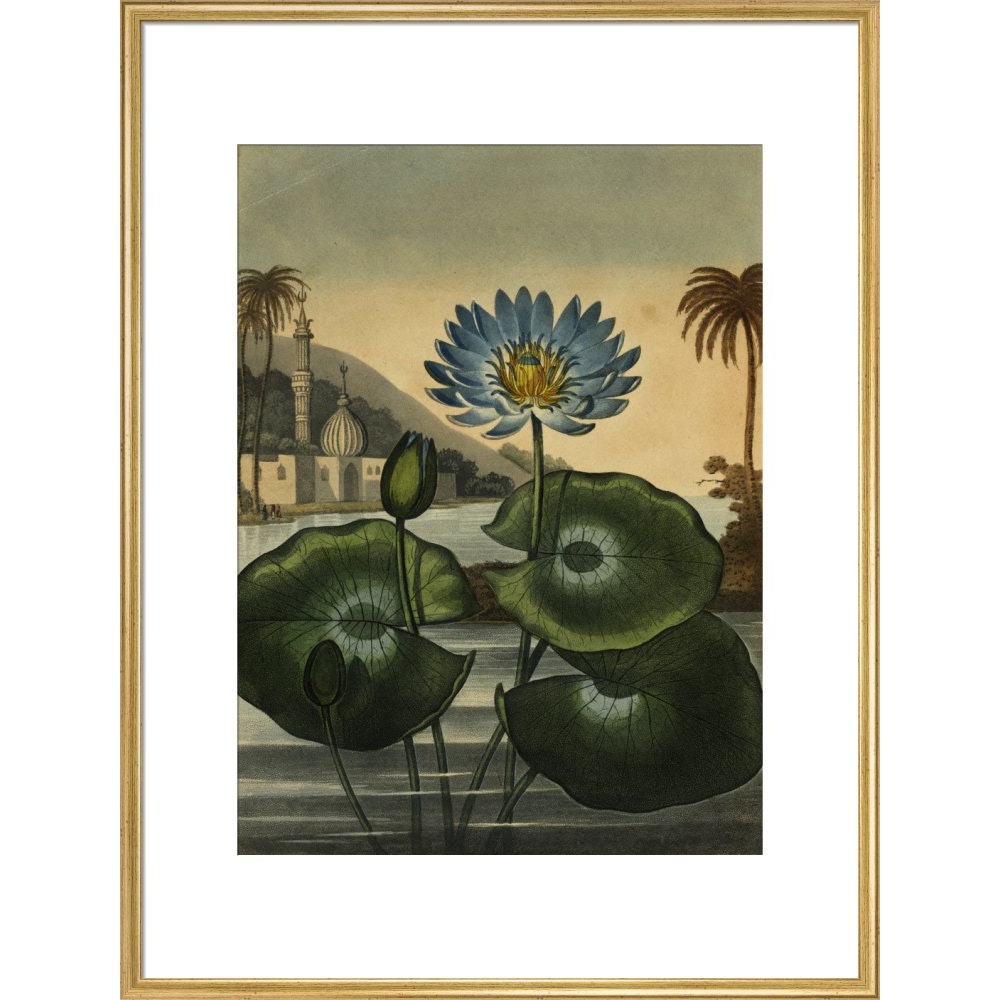 Blue lotus print in gold frame