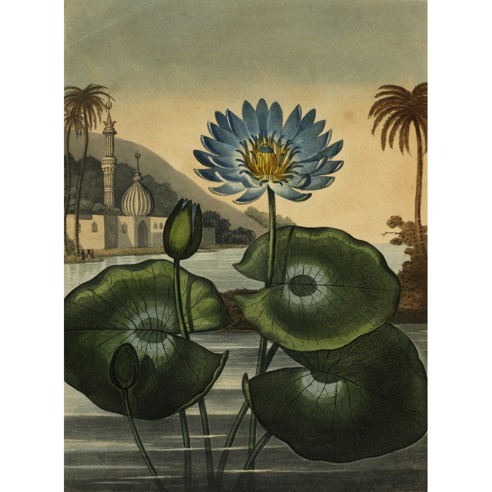 Blue lotus print