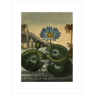Blue lotus print unframed