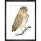 Owl print in black frame