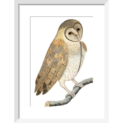 Owl print in white frame