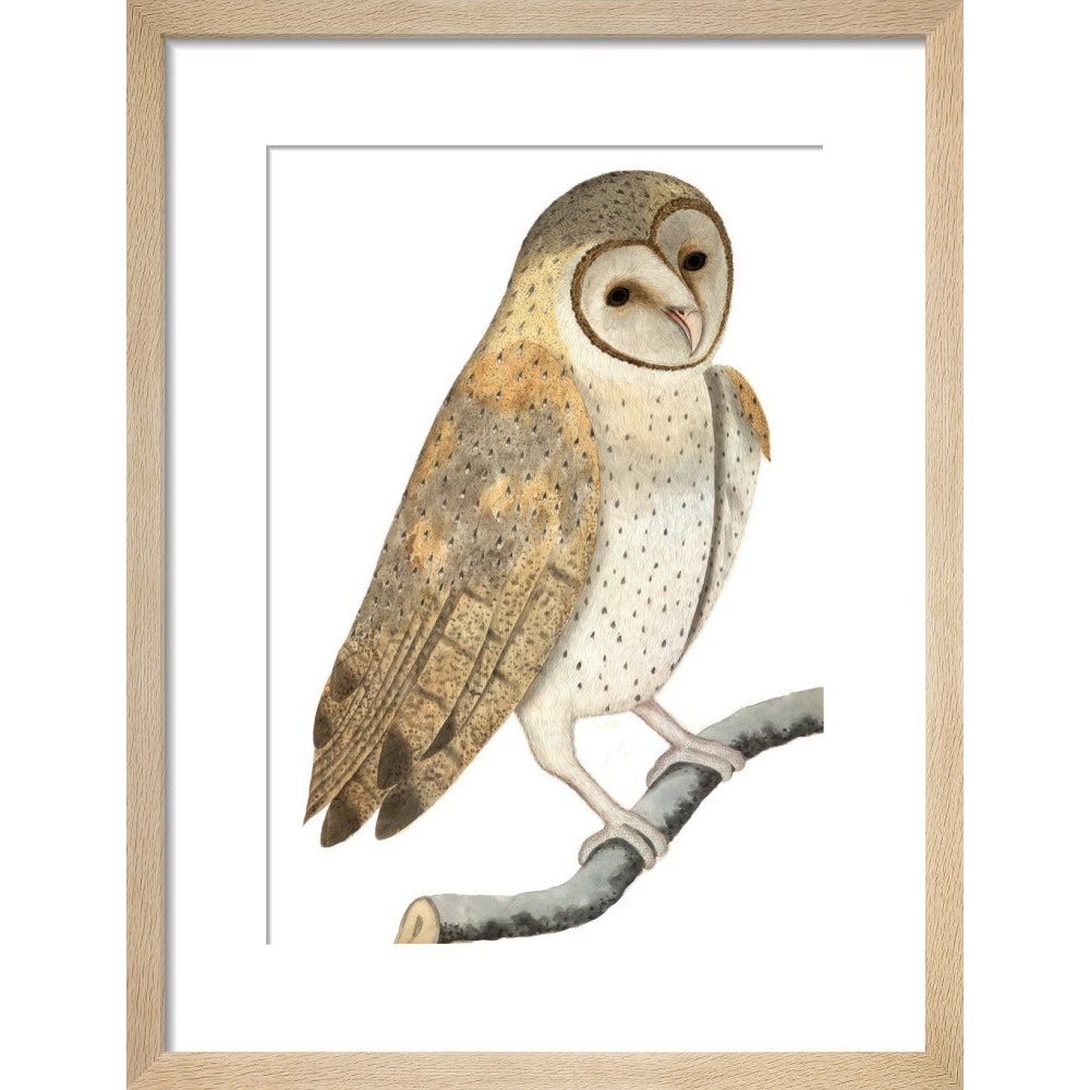 Owl print in natural frame