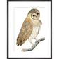 Owl print in black frame