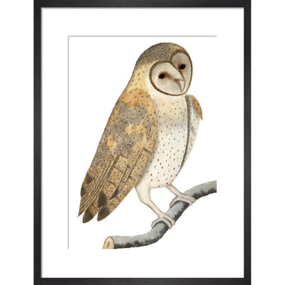 Owl print in black frame