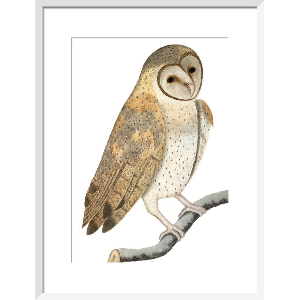 Owl print in white frame