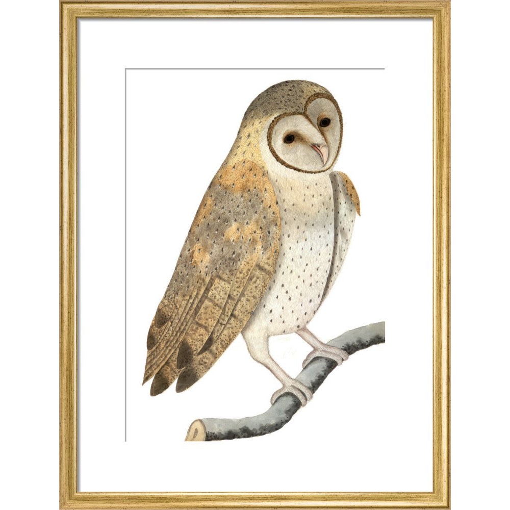 Owl print in gold frame