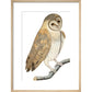 Owl print in natural frame