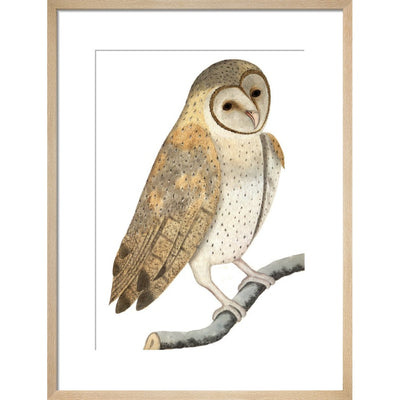 Owl print in natural frame