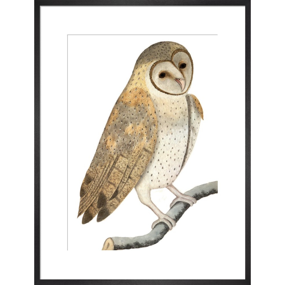 Owl print in black frame