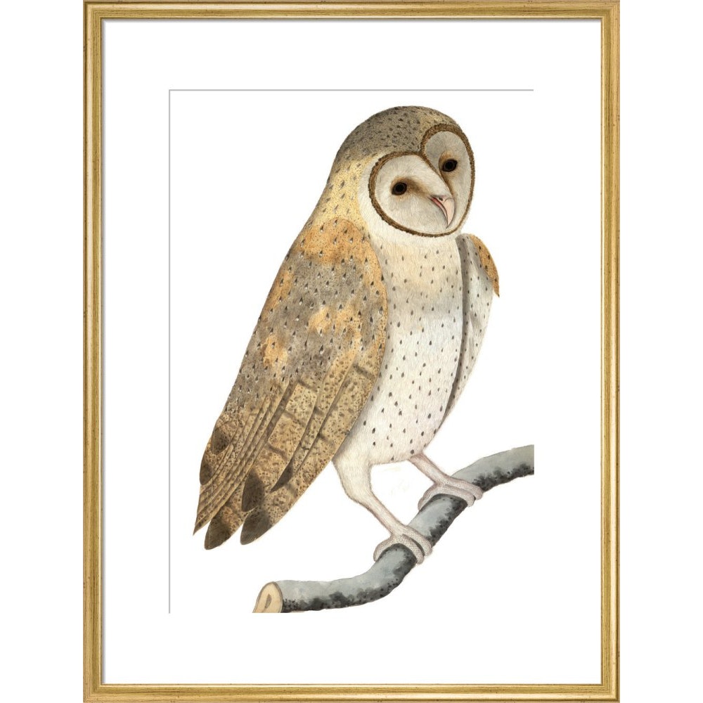 Owl print in gold frame