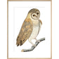 Owl print in natural frame