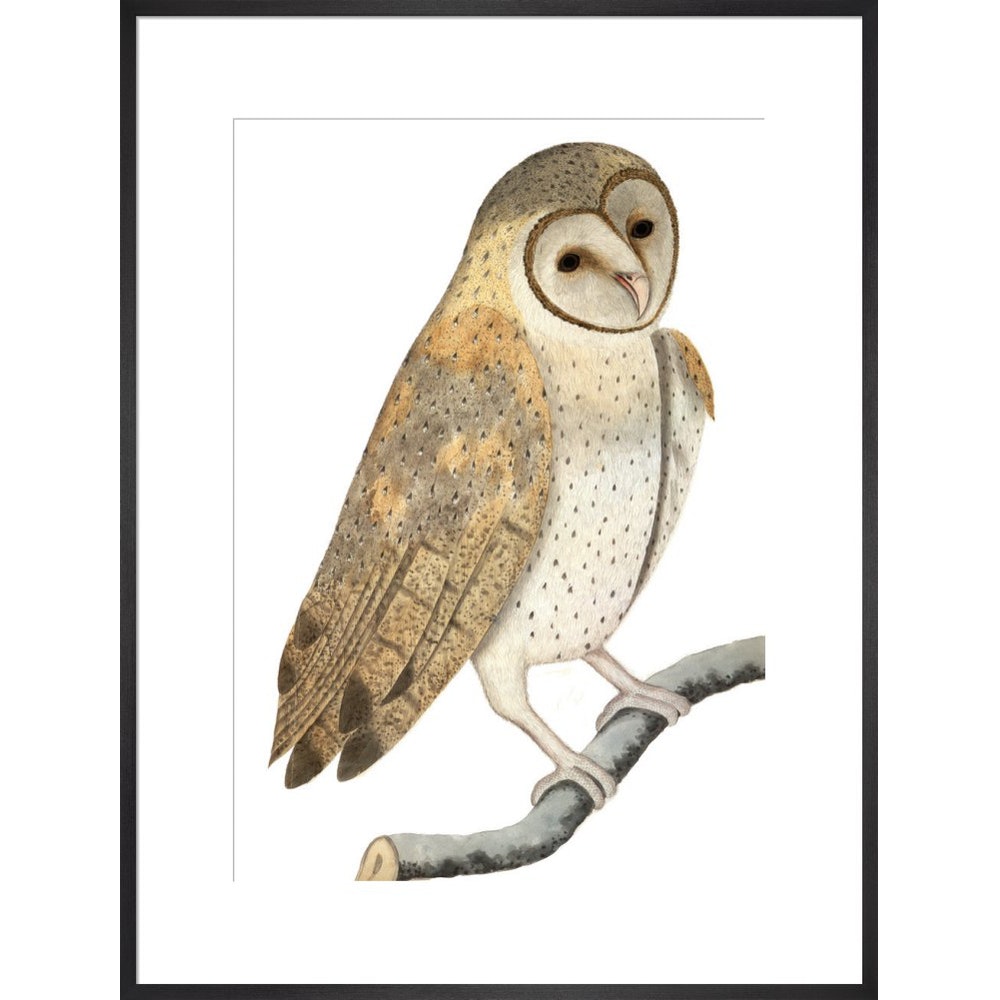 Owl print in black frame