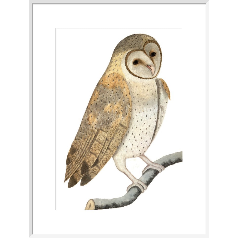 Owl print in white frame