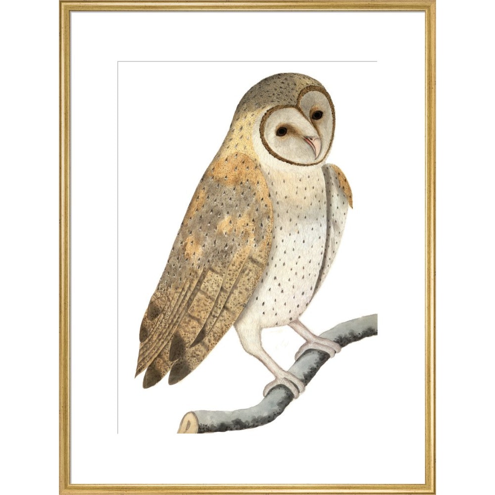 Owl print in gold frame