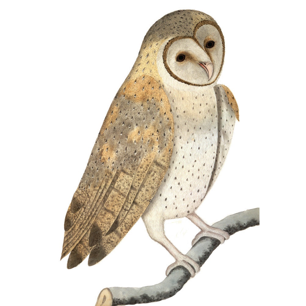 Owl print