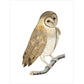 Owl print unframed