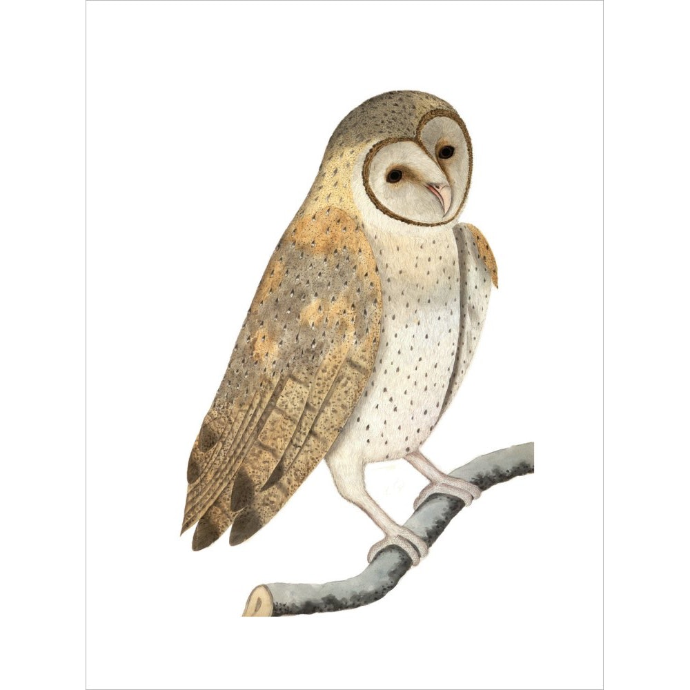 Owl print unframed