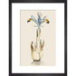 Iris print in black frame