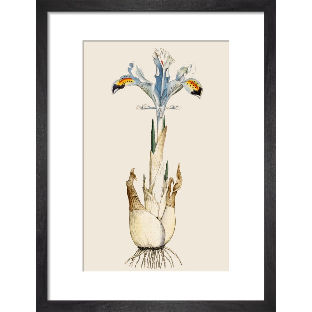 Iris print in black frame