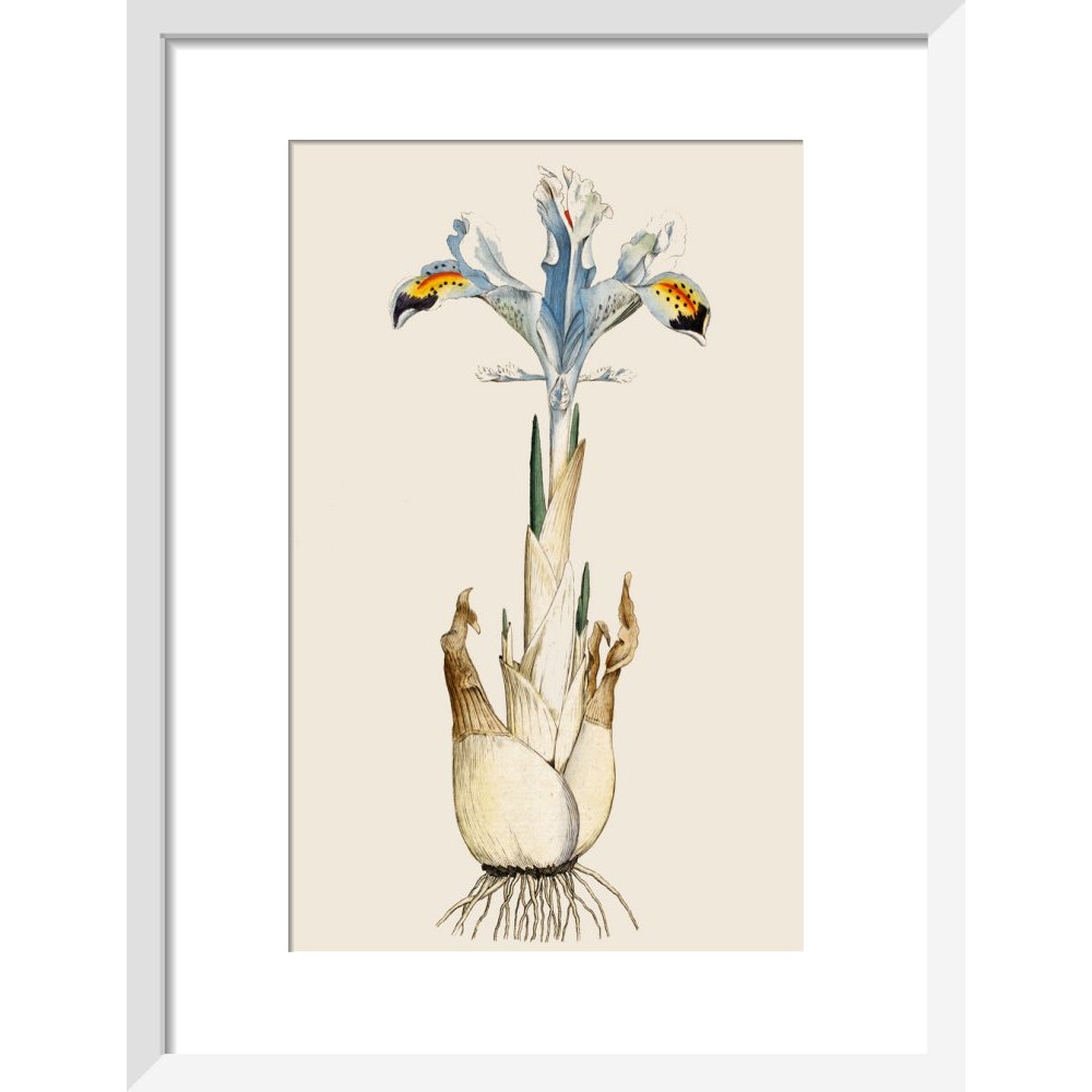 Iris print in white frame