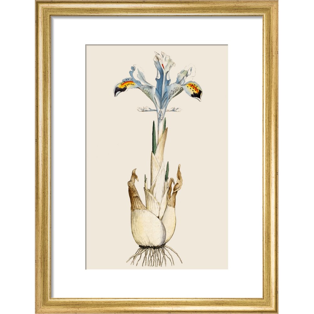 Iris print in gold frame