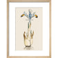 Iris print in natural frame