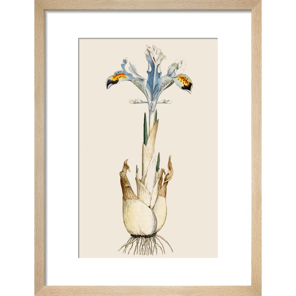 Iris print in natural frame