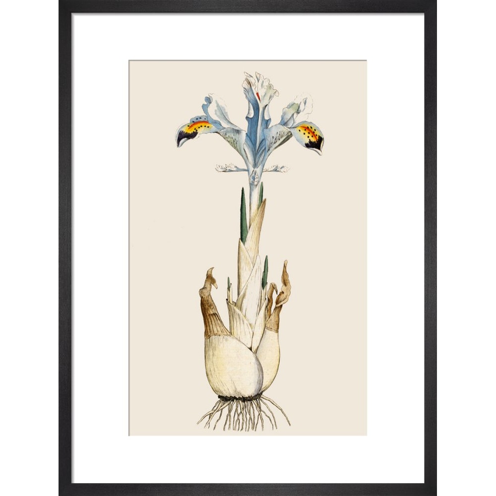 Iris print in black frame