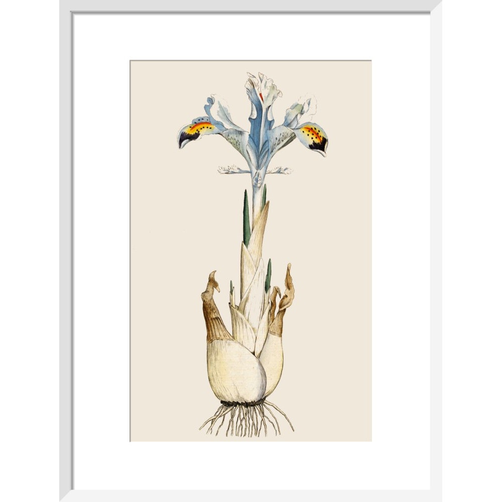 Iris print in white frame