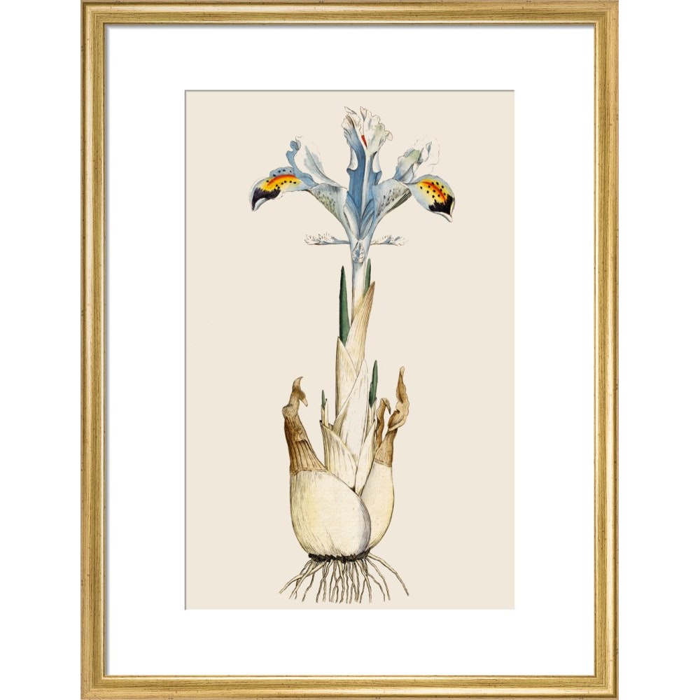 Iris print in gold frame