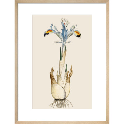 Iris print in natural frame