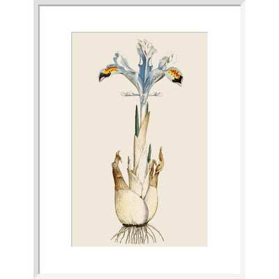 Iris print in white frame