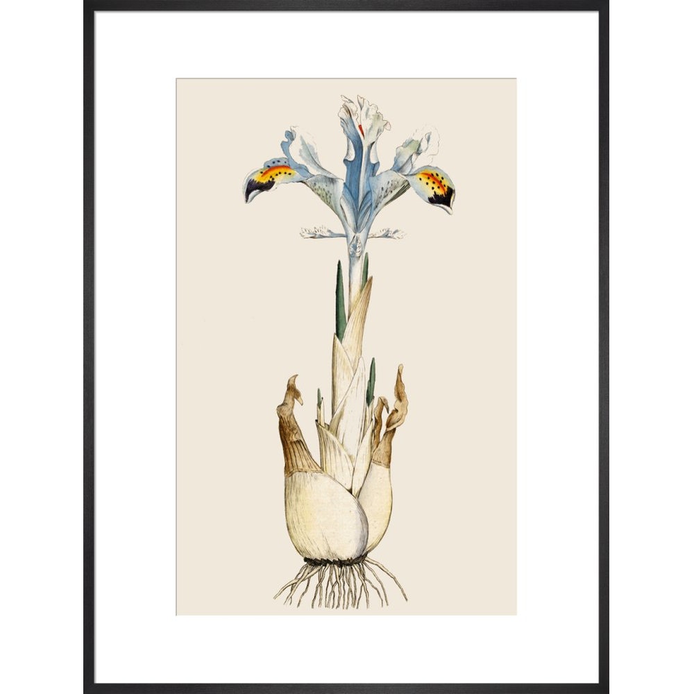 Iris print in black frame