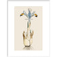Iris print in white frame
