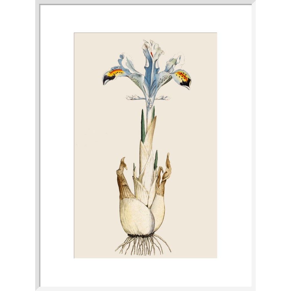 Iris print in white frame