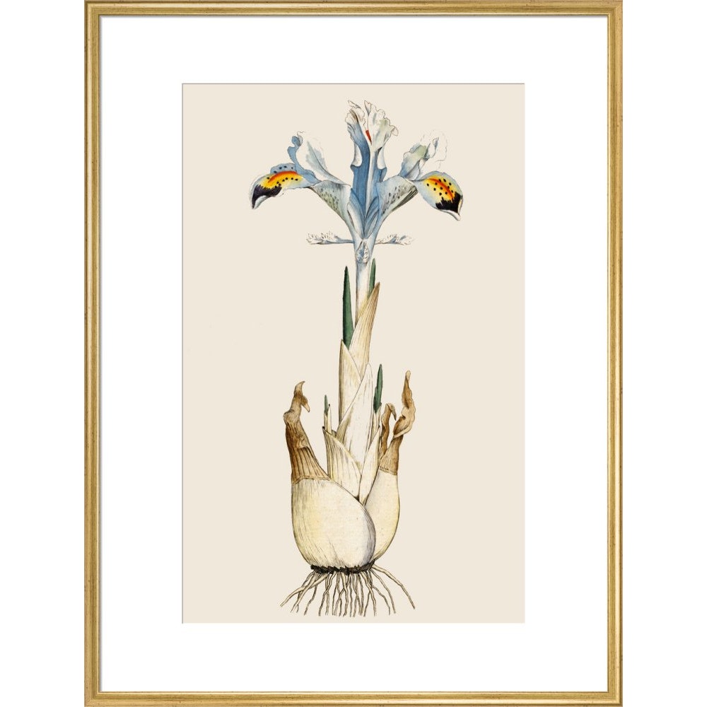 Iris print in gold frame