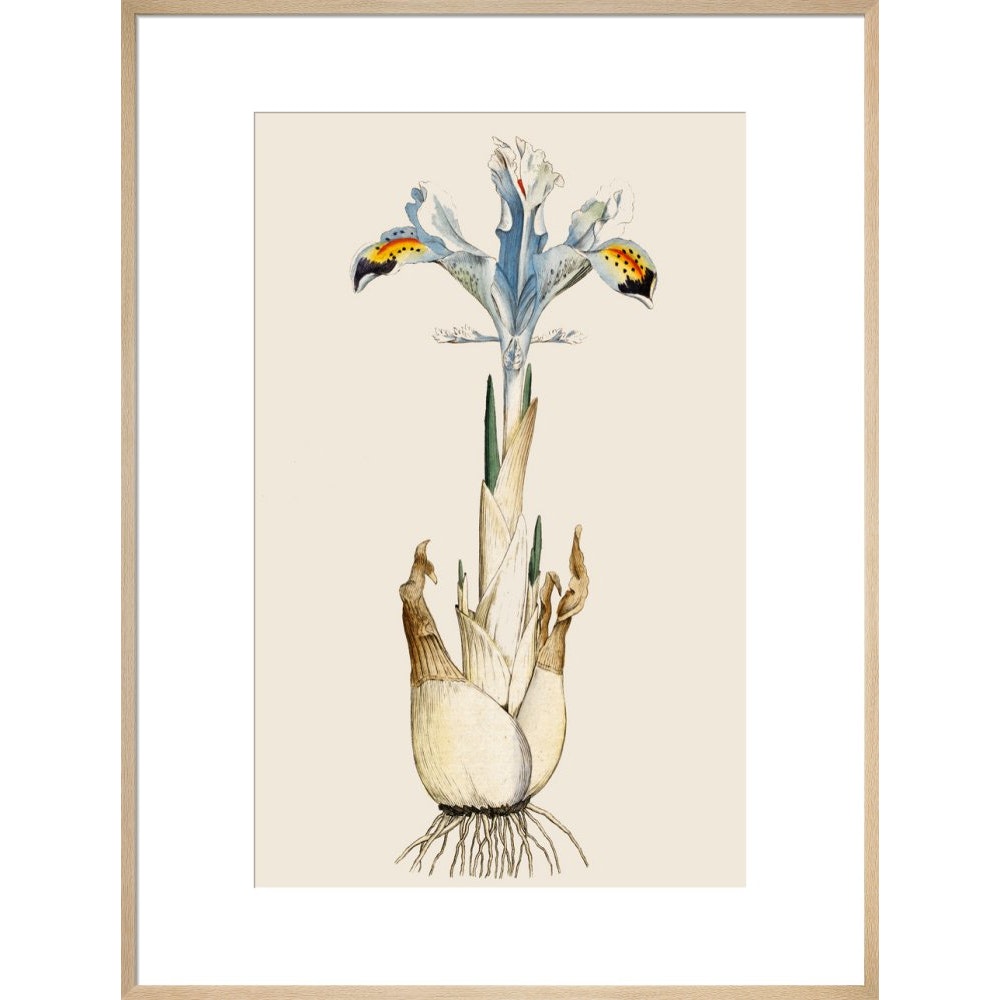 Iris print in natural frame