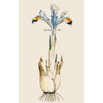 Iris print