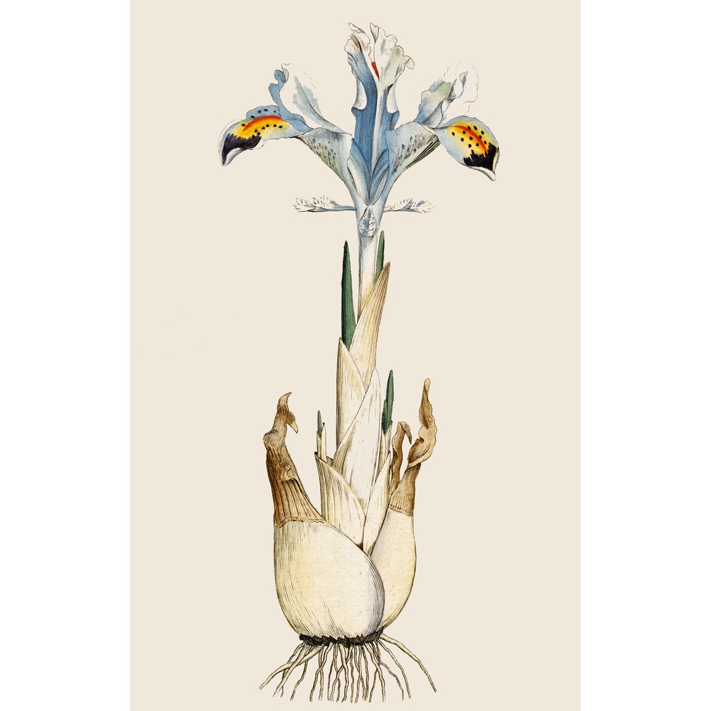 Iris print