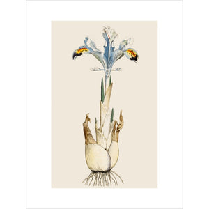 Iris print unframed