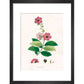 Largerstroemia Regina print in black frame