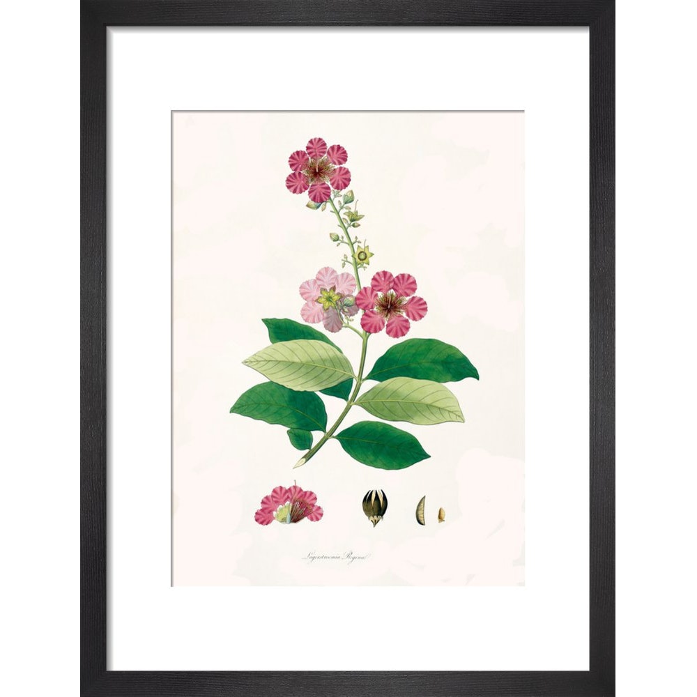 Largerstroemia Regina print in black frame