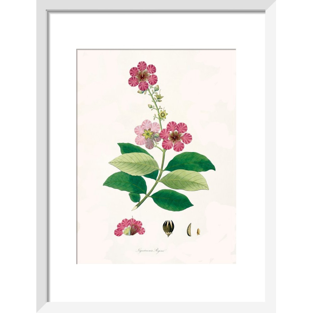 Largerstroemia Regina print in white frame