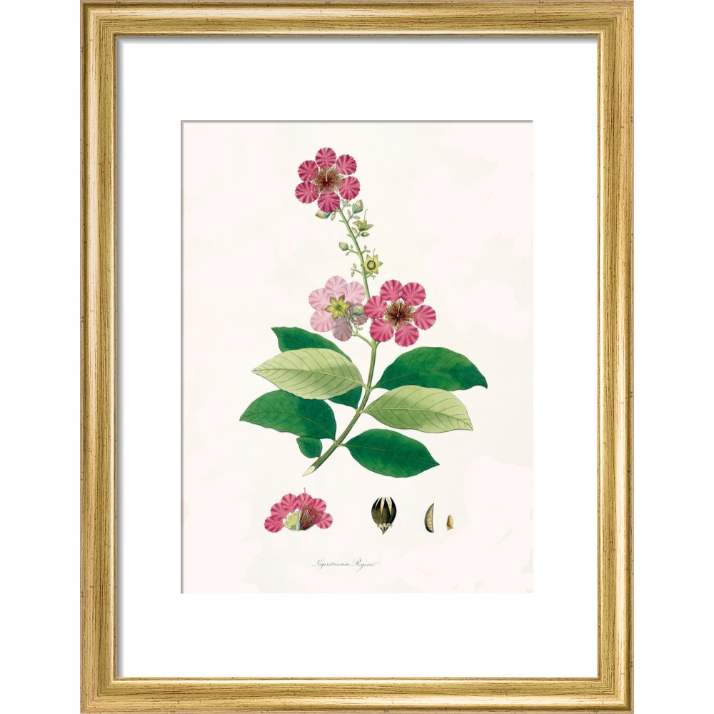 Largerstroemia Regina print in gold frame