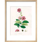Largerstroemia Regina print in natural frame